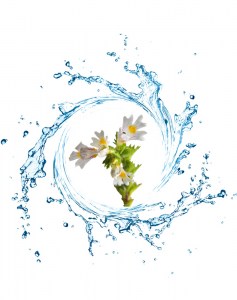 Ανθόνερο Ευφραζία